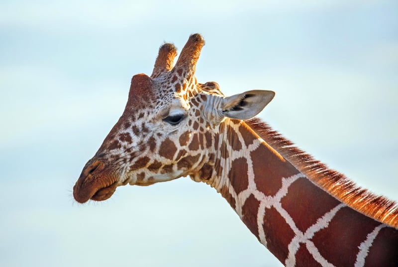 Exotic Safari