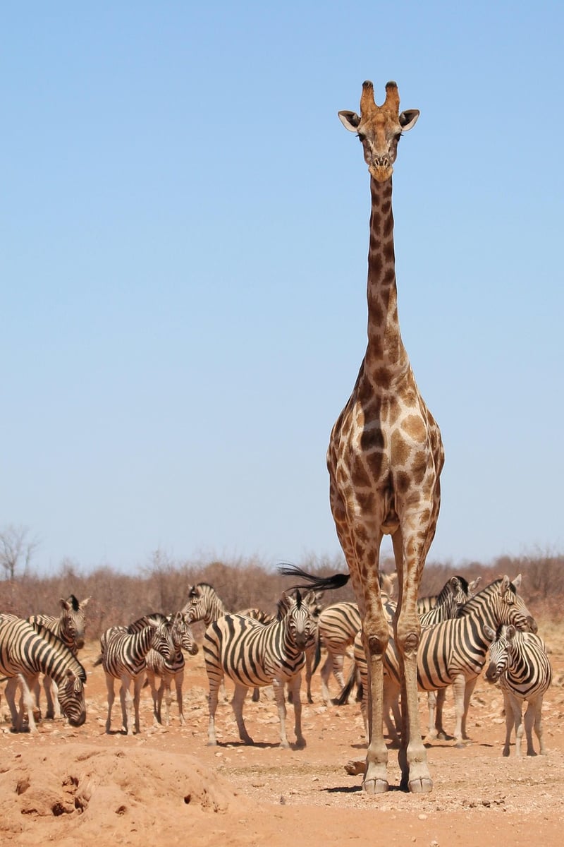 Safari Chic Wedding